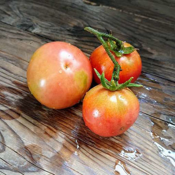 Son Gil Longkeeper Tomato Son Gil Longkeeper Tomato