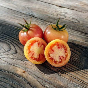 Tomate de Colgar Longkeeper Tomato Tomate de Colgar Longkeeper Tomato