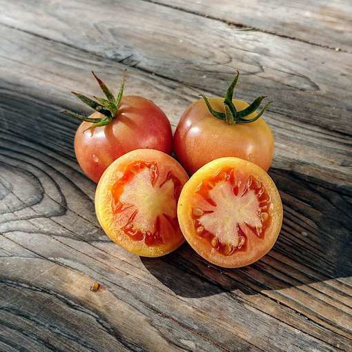 Tomate de Colgar Longkeeper Tomato