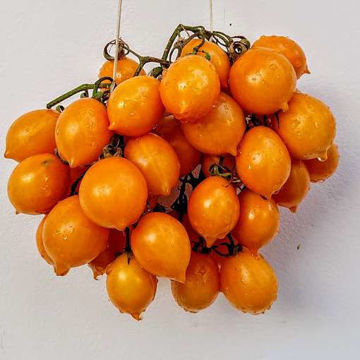 Vesuviano Giallo Longkeeper Tomato Vesuviano Giallo Longkeeper Tomato