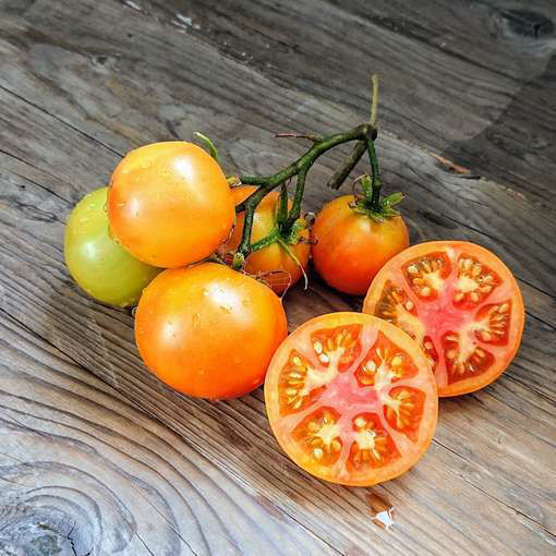 Yellow Out Red In Longkeeper Tomato