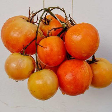 Winter Wonder Longkeeper Tomato Winter Wonder Longkeeper Tomato