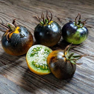 Blue Green Wooly Tomato Blue Green Wooly Tomato