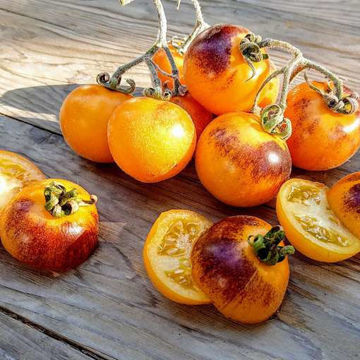 Elma Blue Tomato Elma Blue Tomato