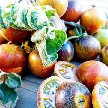 Extravagante Rouffiange Tomato Extravagante Rouffiange Tomato