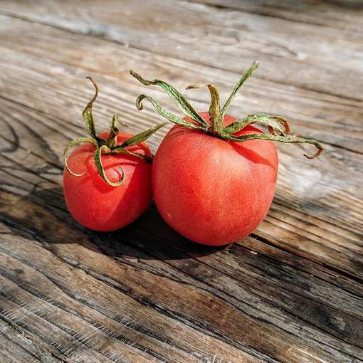 Fuzzy Rose Tomato