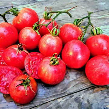 Pink Furry Boar Tomato Pink Furry Boar Tomato