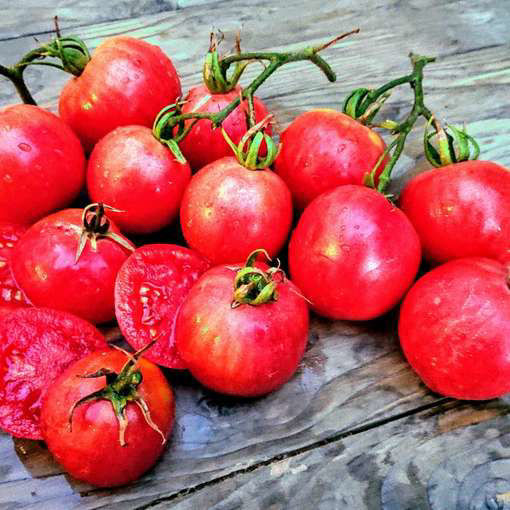 Pink Furry Boar Tomato