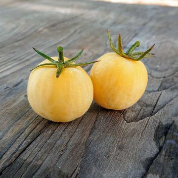 Poil Blanc Tomato Poil Blanc Tomato