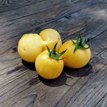 Weissbehaarte Tomato Weissbehaarte Tomato