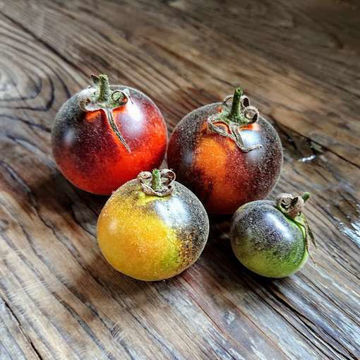 Woolly Blue Jay Tomato Woolly Blue Jay Tomato