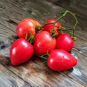Beefsteak Tomato - 1.25 Lbs – Asian Veggies