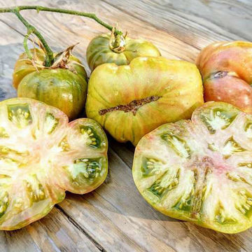 Boloto Beefsteak Tomato Boloto Beefsteak Tomato