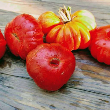 Brown Ribbed Beefsteak Tomato Brown Ribbed Beefsteak Tomato