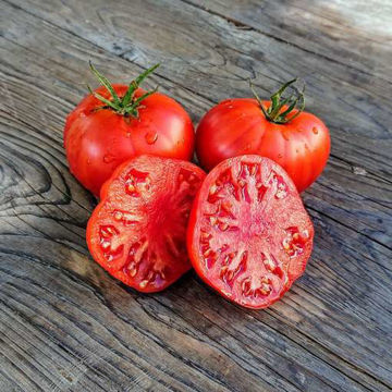 Cosmonaut Volkov Beefsteak Tomato Cosmonaut Volkov Beefsteak Tomato
