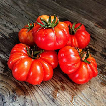 Costoluto di Parma Beefsteak Tomato Costoluto di Parma Beefsteak Tomato