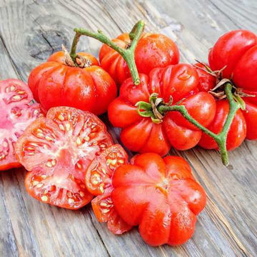 Costoluto Genovese Beefsteak Tomato Costoluto Genovese Beefsteak Tomato