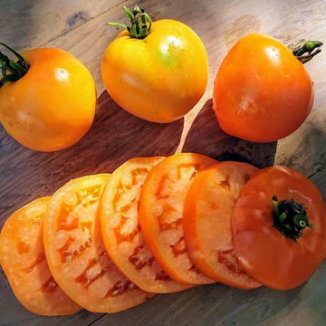 Dad's Sunset Beefsteak Tomato Dad's Sunset Beefsteak Tomato