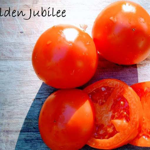 Golden Jubilee Beefsteak Tomato