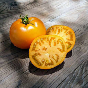 Golden Sunray Beefsteak Tomato Golden Sunray Beefsteak Tomato