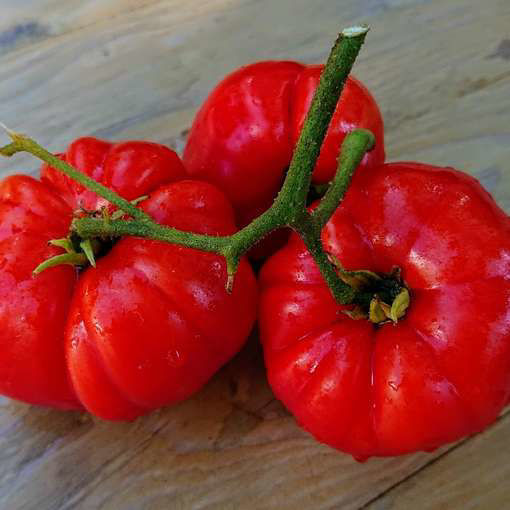 Krasnyi Krupnyi Beefsteak Tomato Meraki Seeds