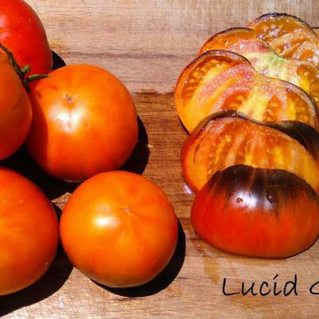 Lucid Gem Beefsteak Tomato Lucid Gem Beefsteak Tomato