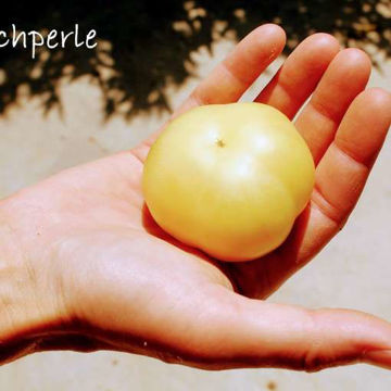 Milchperle Beefsteak Tomato Milchperle Beefsteak Tomato