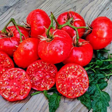 Pantano Romanesco Beefsteak Tomato Pantano Romanesco Beefsteak Tomato