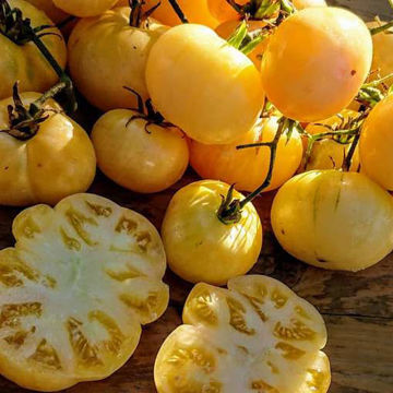 Phantom du Laos Beefsteak Tomato Phantom du Laos Beefsteak Tomato
