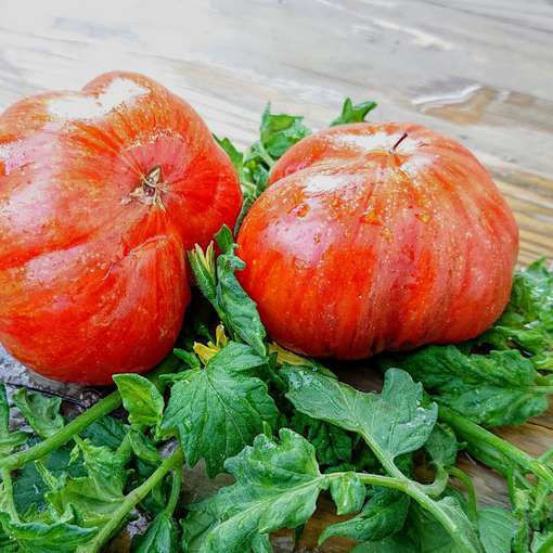 Red Beauty Beefsteak Tomato