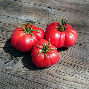 Red Mikado Beefsteak Tomato Red Mikado Beefsteak Tomato