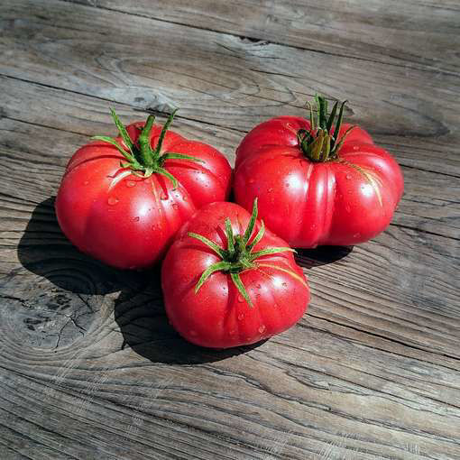 Red Mikado Beefsteak Tomato