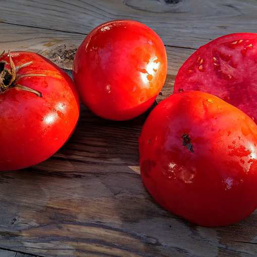 Sertsejed Beefsteak Tomato