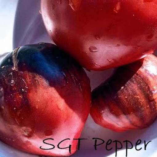 SGT Pepper Beefsteak Tomato