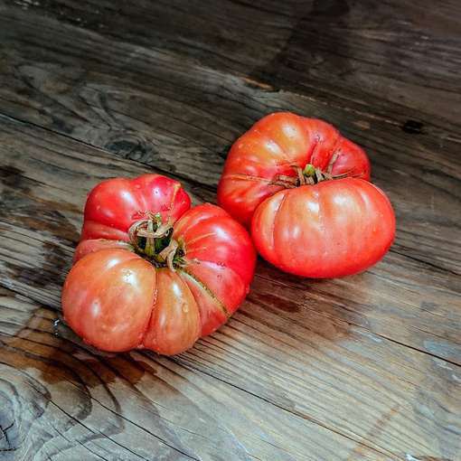 Turks Muts Beefsteak Tomato
