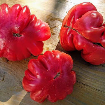 Accordion Red Beefsteak Tomato Accordion Red Beefsteak Tomato