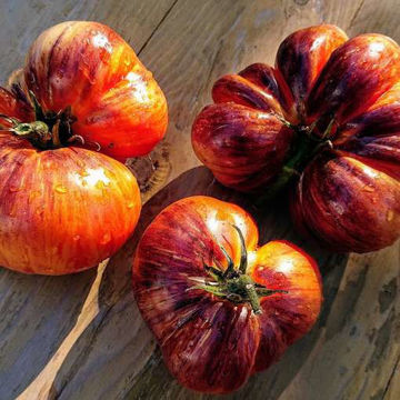 Alice's Dream Beefsteak Tomato Alice's Dream Beefsteak Tomato