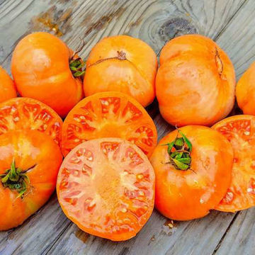 Amana Orange Beefsteak Tomato Amana Orange Beefsteak Tomato