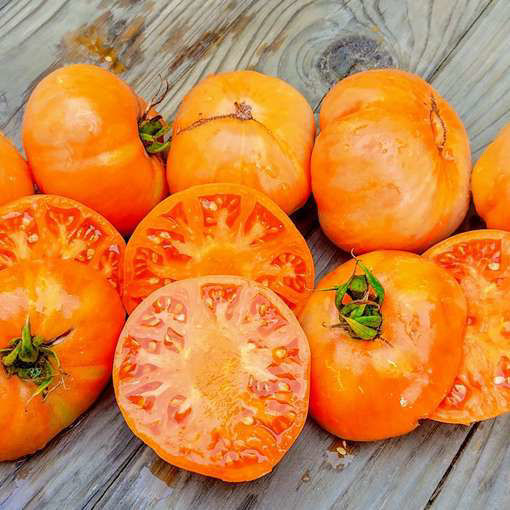 Amana Orange Beefsteak Tomato