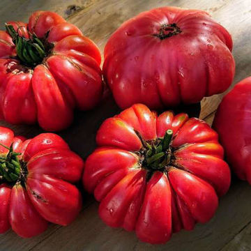 American Ribbed Black Beefsteak Tomato American Ribbed Black Beefsteak Tomato