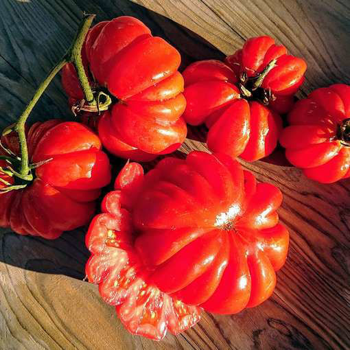 American Ribbed Red Beefsteak Tomato