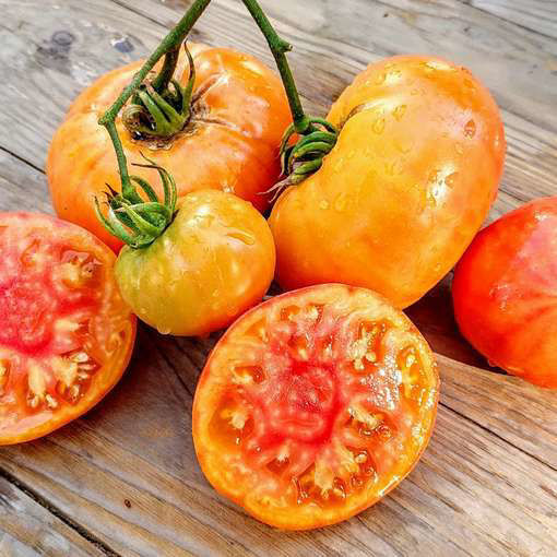 Arkansas Marvel Beefsteak Tomato