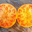 Aunt Gertie’s Gold Beefsteak Tomato