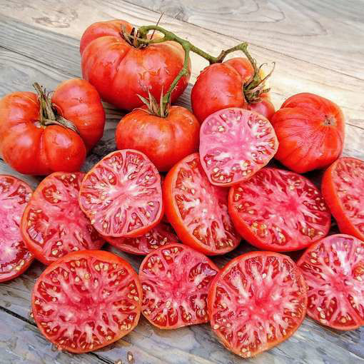 Aunt Ginny’s Purple Beefsteak Tomato
