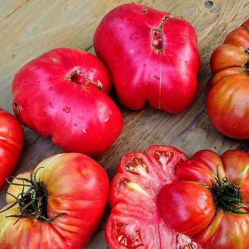Bear Claw Beefsteak Tomato Bear Claw Beefsteak Tomato
