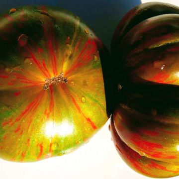 Berkeley Tie Dye Green Beefsteak Tomato Berkeley Tie Dye Green Beefsteak Tomato