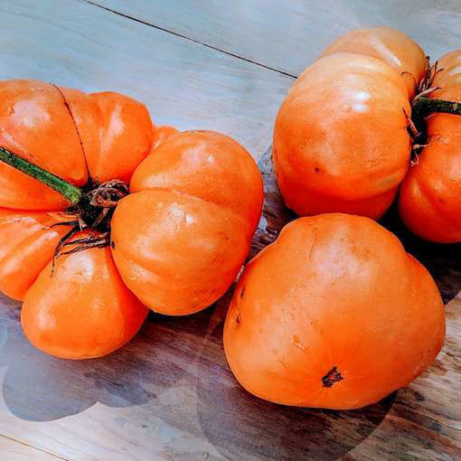 Brandywine Apricot Beefsteak Tomato