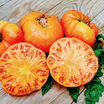 Brandywine Yellow Beefsteak Tomato Brandywine Yellow Beefsteak Tomato