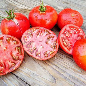 Chapman Beefsteak Tomato Chapman Beefsteak Tomato