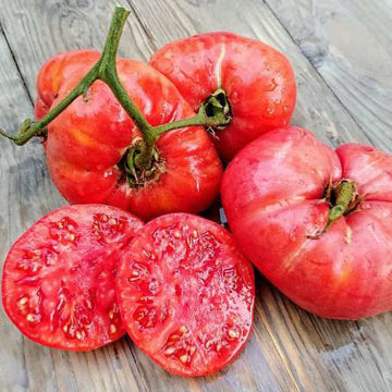 Chudo Ziemli Beefsteak Tomato Chudo Ziemli Beefsteak Tomato